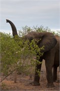 40_Elephants-Giraffes-Rhinos
