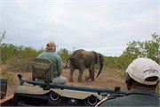 41_Elephants-Giraffes-Rhinos