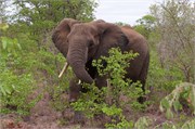 45_Elephants-Giraffes-Rhinos