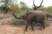 49_Elephants-Giraffes-Rhinos