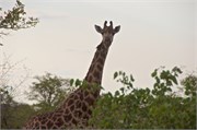 4_Elephants-Giraffes-Rhinos