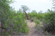 52_Elephants-Giraffes-Rhinos