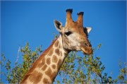 53_Elephants-Giraffes-Rhinos
