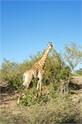 57_Elephants-Giraffes-Rhinos