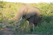 5_Elephants-Giraffes-Rhinos