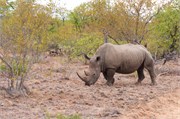 60_Elephants-Giraffes-Rhinos