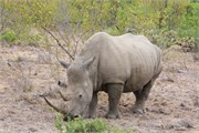 62_Elephants-Giraffes-Rhinos