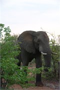 65_Elephants-Giraffes-Rhinos