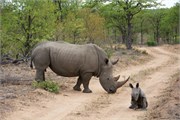 66_Elephants-Giraffes-Rhinos