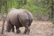 68_Elephants-Giraffes-Rhinos