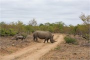 69_Elephants-Giraffes-Rhinos