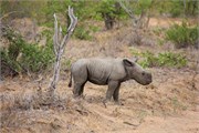 70_Elephants-Giraffes-Rhinos