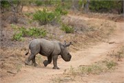 72_Elephants-Giraffes-Rhinos