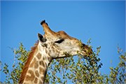 75_Elephants-Giraffes-Rhinos
