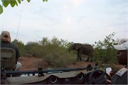77_Elephants-Giraffes-Rhinos