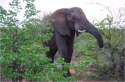 79_Elephants-Giraffes-Rhinos