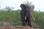 81_Elephants-Giraffes-Rhinos