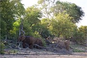 88_Elephants-Giraffes-Rhinos