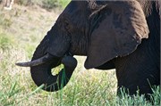 90_Elephants-Giraffes-Rhinos