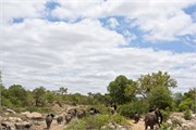 92_Elephants-Giraffes-Rhinos