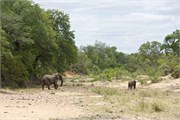 94_Elephants-Giraffes-Rhinos