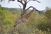 95_Elephants-Giraffes-Rhinos