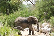 96_Elephants-Giraffes-Rhinos