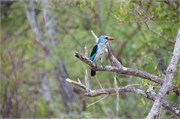 103_Animals