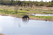 10_Animals