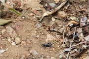 110_Animals