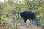 114_Animals