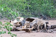 116_Animals