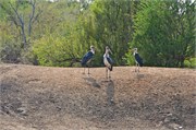123_Animals