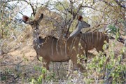 124_Animals