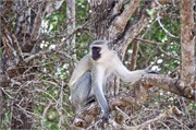 127_Animals