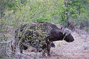 129_Animals
