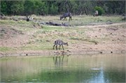 134_Animals
