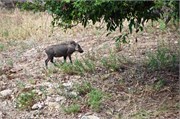 135_Animals