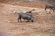 136_Animals