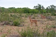 137_Animals