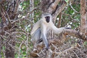 139_Animals