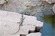 143_Animals