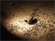 14_Animals