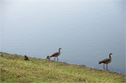 18_Animals