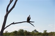 20_Animals