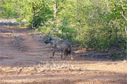25_Animals