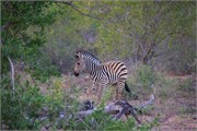 27_Animals