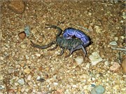 2_Animals