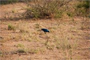 43_Animals