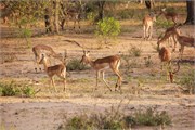 44_Animals